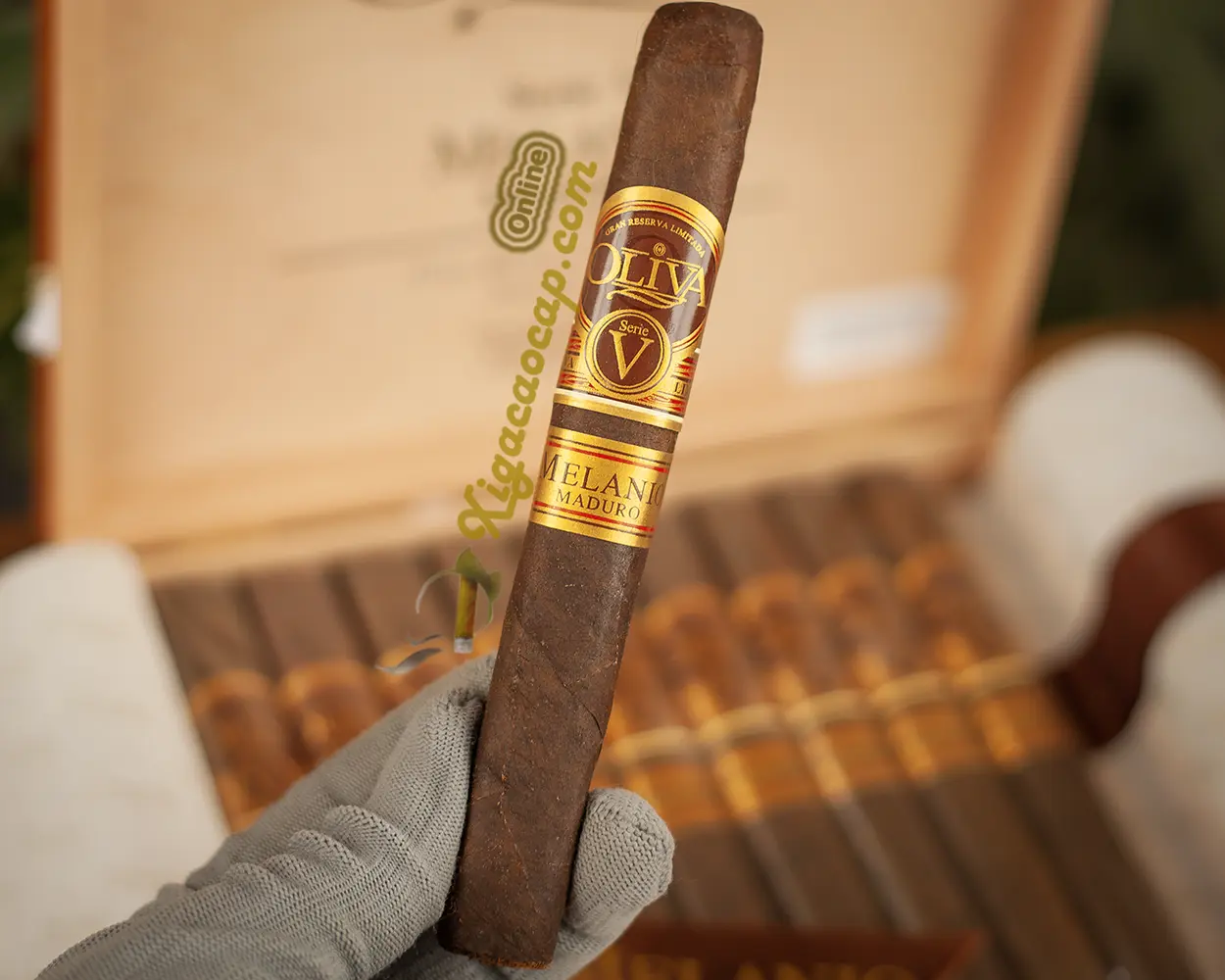 xi ga oliva melanio maduro toro tren tay