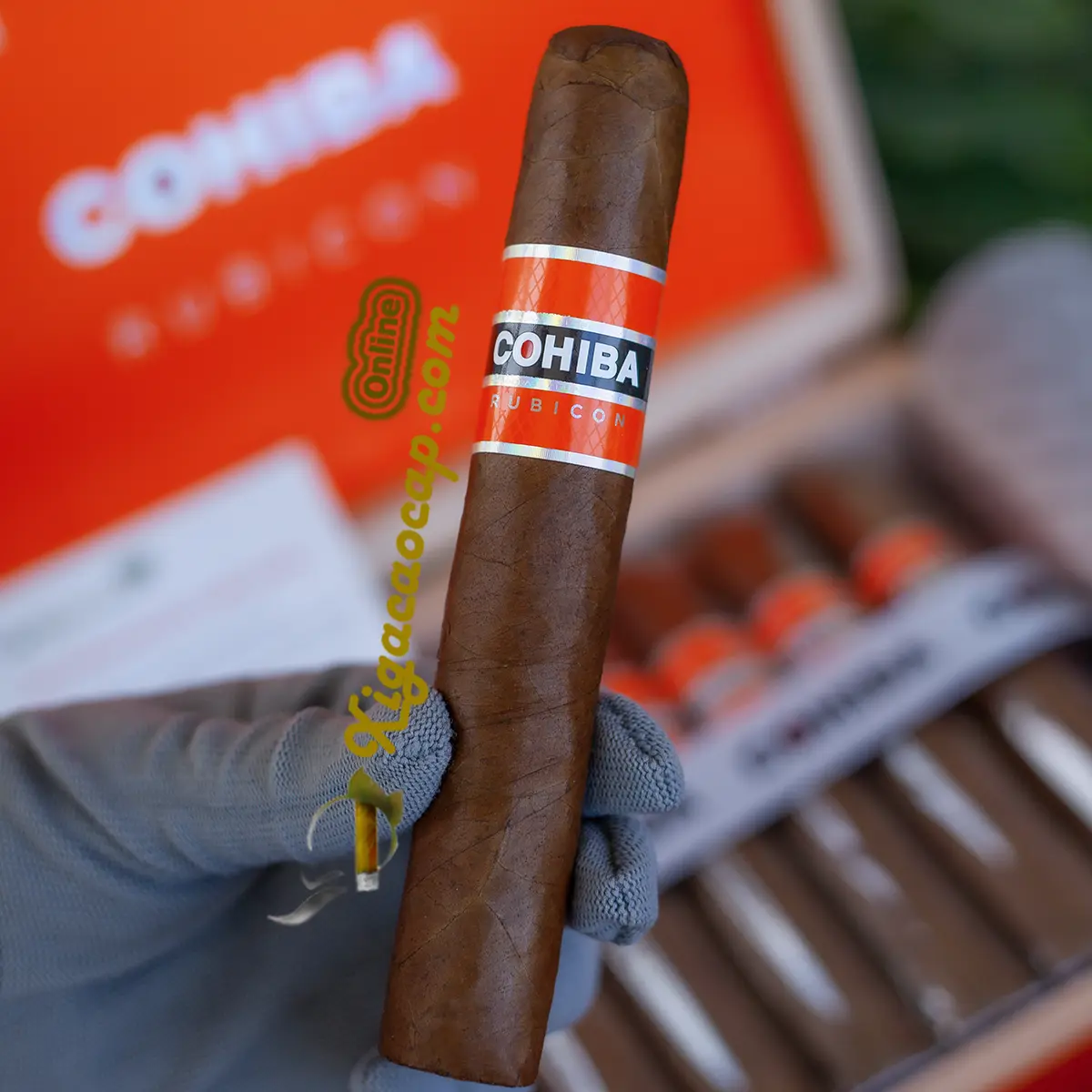 Trên tay xi ga Cohiba Rubicon Gigante ring 60