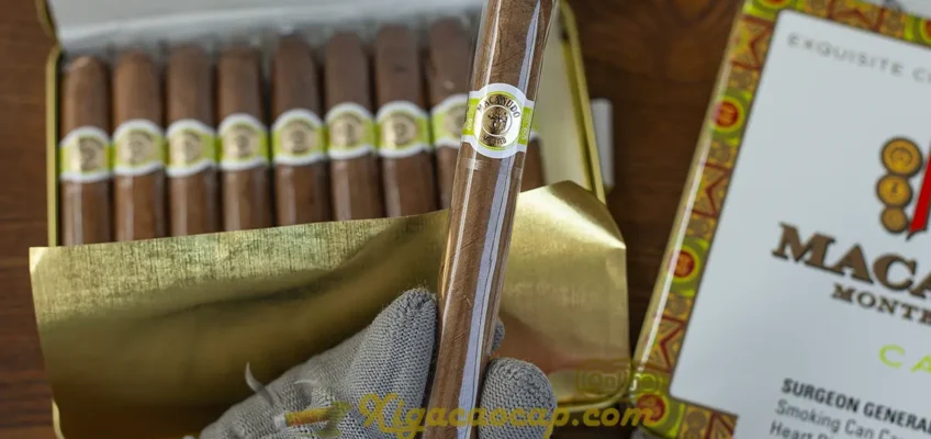 Cầm xì gà Macanudo Cafe Ascots mini trên tay nhỏ gọn