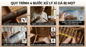 Xì Gà Bị Mọt Có Hút Được Không? Cách Xử Lý Triệt Để Tại Nhà