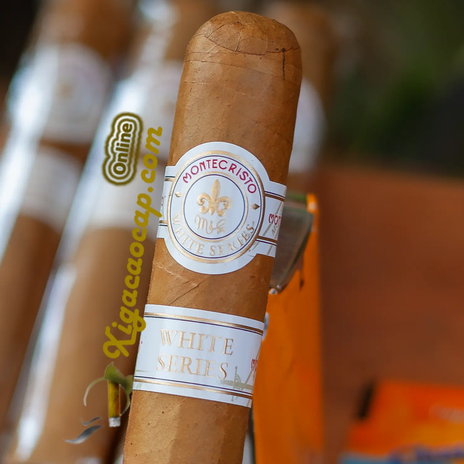 Cận cảnh vòng band giấy màu trắng chữ vàng của dòng Montecristo White Series.