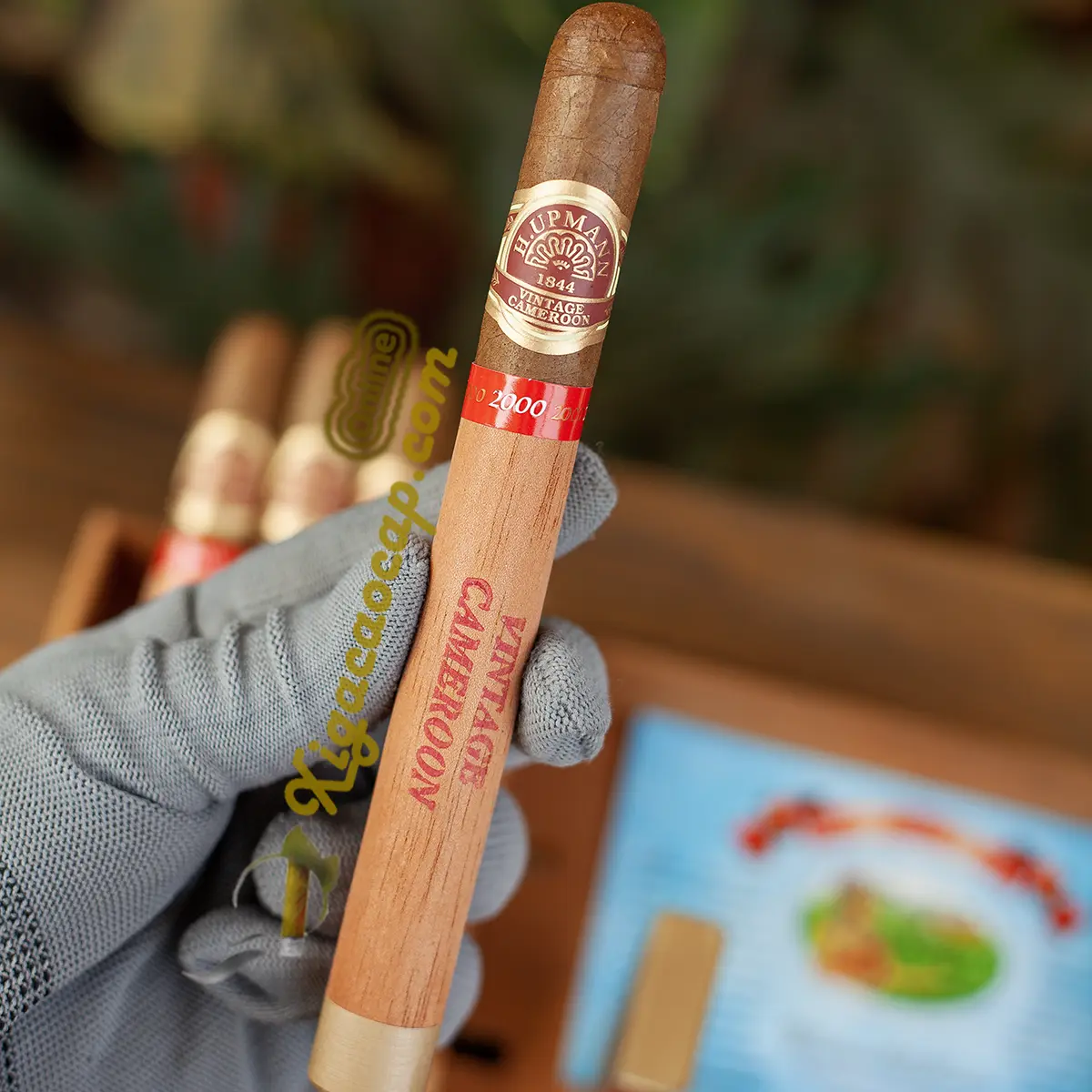 Trải nghiệm cầm trên tay điếu xì gà H Upmann Cameroon Certified Vintage 2000 kích thước Lonsdale cổ điển