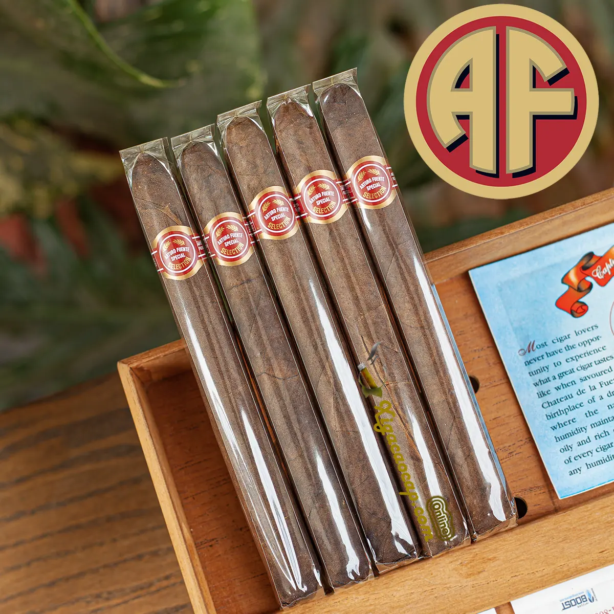 Arturo Fuente Curly Head Deluxe Maduro Cigar - Gói 5 Điếu