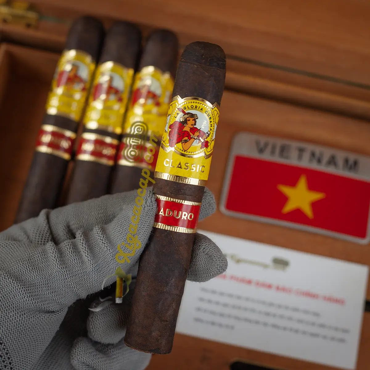 Cầm trên tay điếu La Gloria Cubana Wavell Maduro 5x50