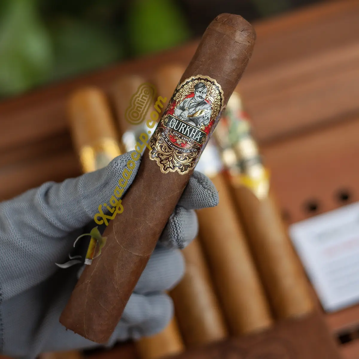 Trên tay điếu xì gà Gurkha 125th Anniversary XO kích thước ring 60 thực tế