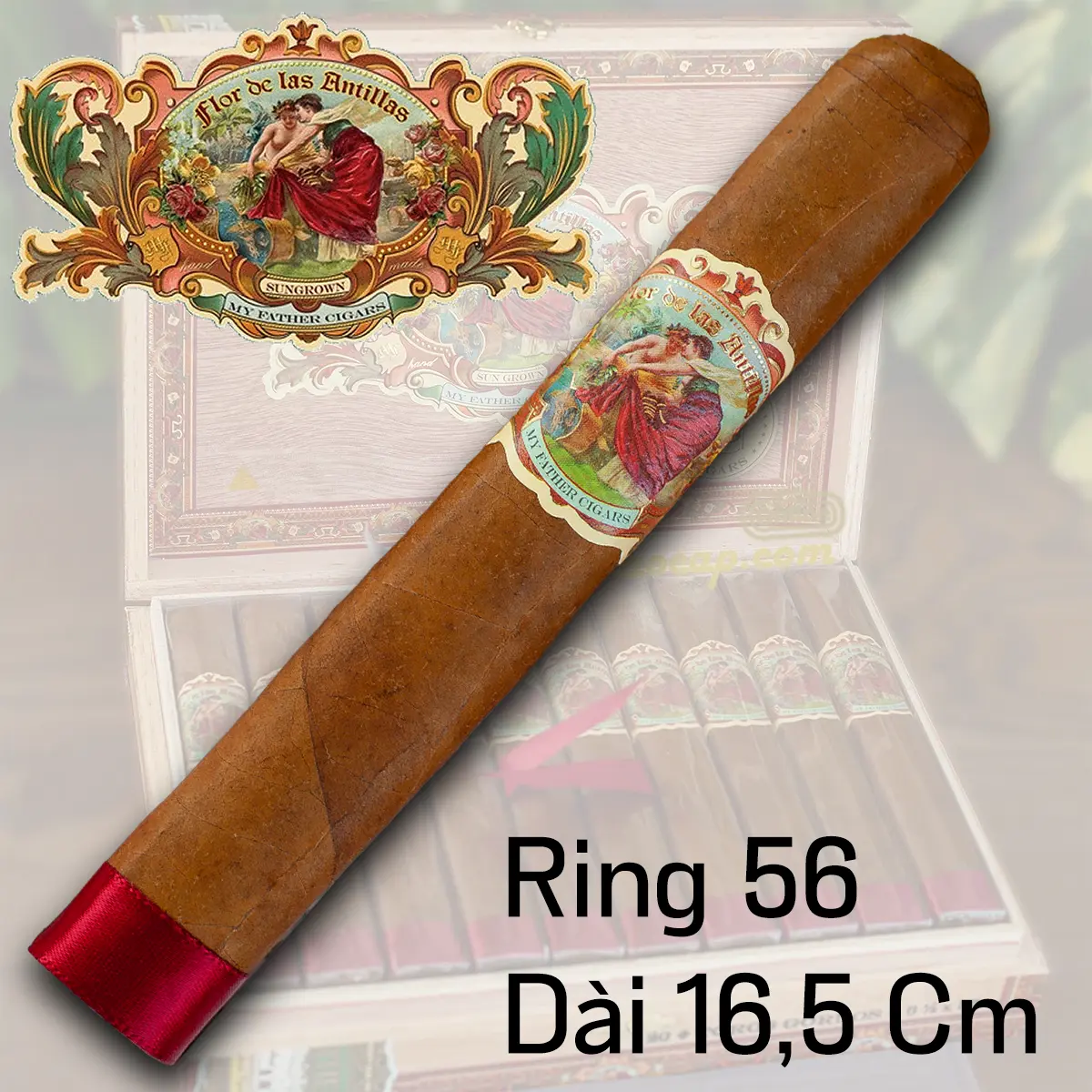 Điếu xì gà lẻ My Father Flor de Las Antillas Toro Gordo chính hãng màu nâu đỏ sẫm đặt trên nền gỗ sang trọng.